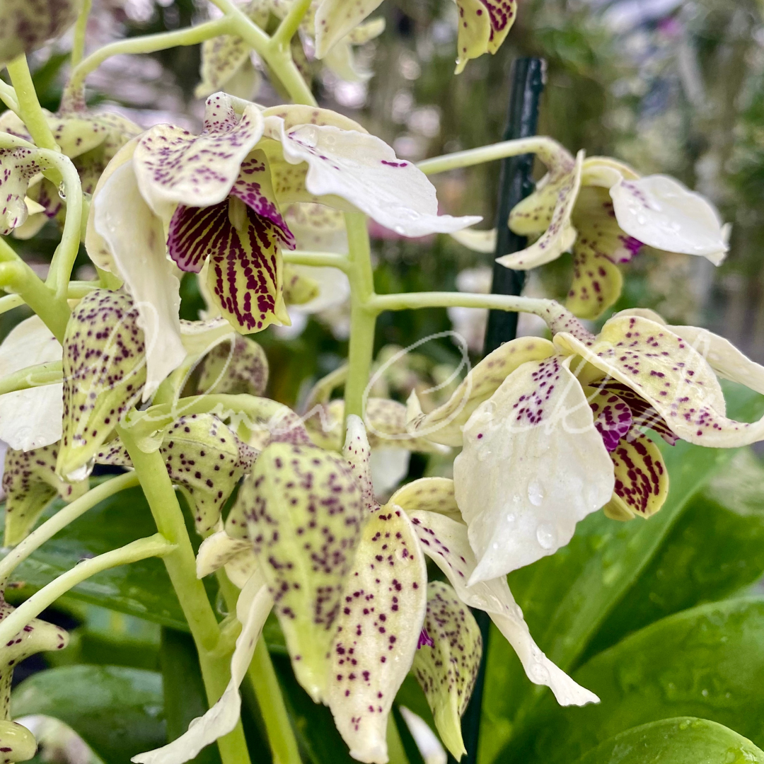 Porno fohishalar transseksuallar Kolobok jinsiy pozitsiyasi